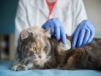 شادی خاص کنعانی مقابل سکوهای پرسپولیس